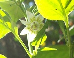 Aji Cristal Red