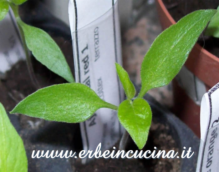 Giovane pianta di Aji Cristal Red / Aji Cristal Red, young plant