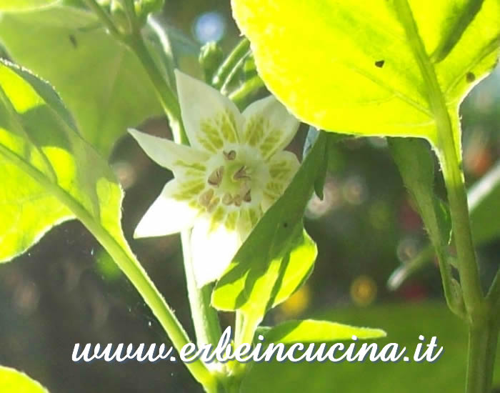 Fiore di Aji Cristal Red / Aji Cristal Red chili pepper flower