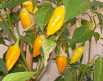 Aji Habanero