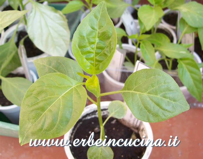 Giovane pianta di Aji Habanero / Aji Habanero, young plant