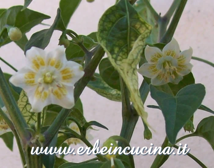 Fiori di Aji Habanero / Aji Habanero flowers