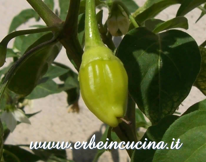 Peperoncino Aji Habanero non ancora maturo / Unripe Aji Habanero chili pepper pod