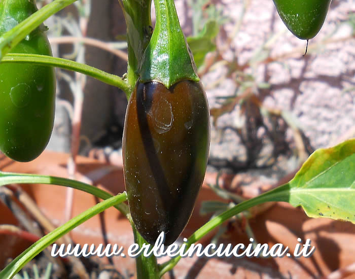 Peperoncino Aji Panca Red in maturazione / Ripening Aji Panca Red Chili Pod