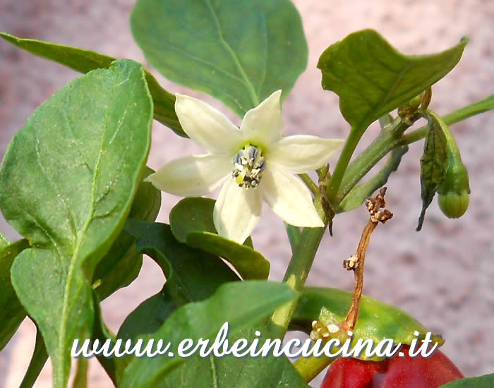 Fiore di peperoncino Aji Panca Red  / Aji Panca Red Chili Flower