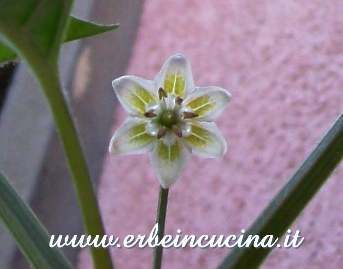 Fiore di peperoncino Aji Pineapple  / Aji Pineapple chili flower