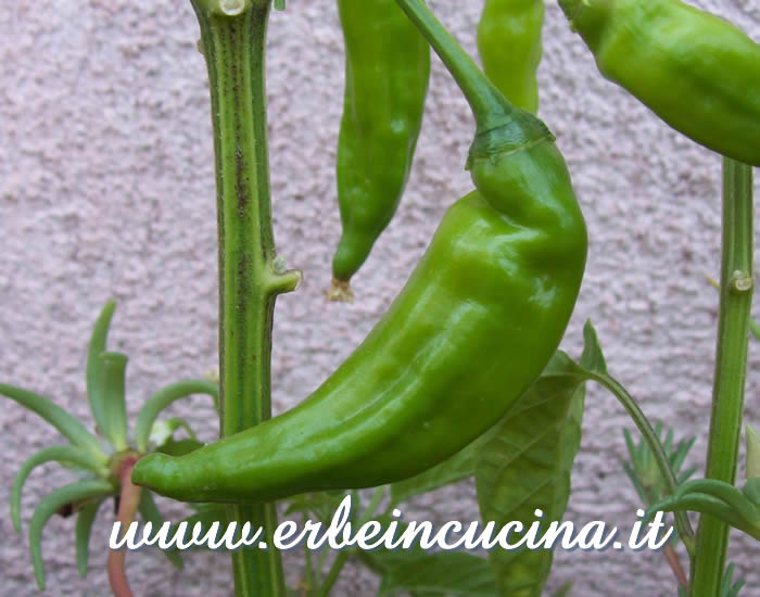 Peperoncino Aji Pineapple non ancora maturo / Unripe Aji Pineapple chili pod