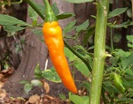 Aji Yellow