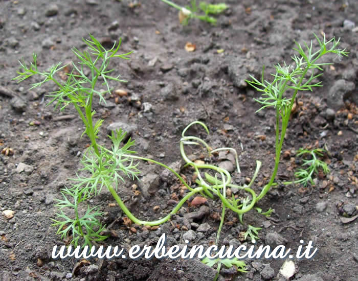 Pianta trapiantata di Ajwain / Ajwain transplanted plant