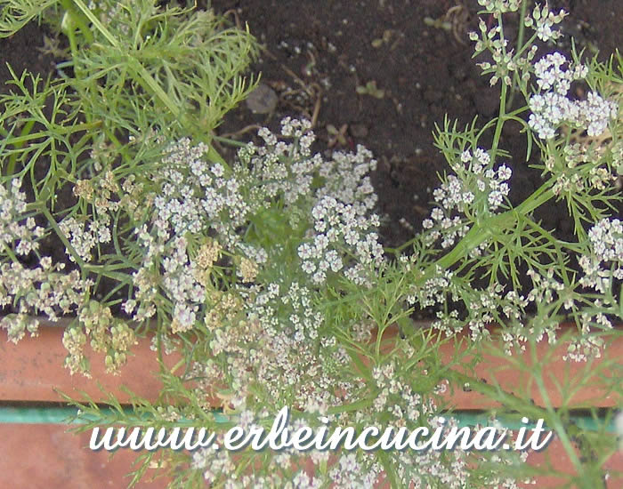 Fiori di Ajwain / Ajwain flowers