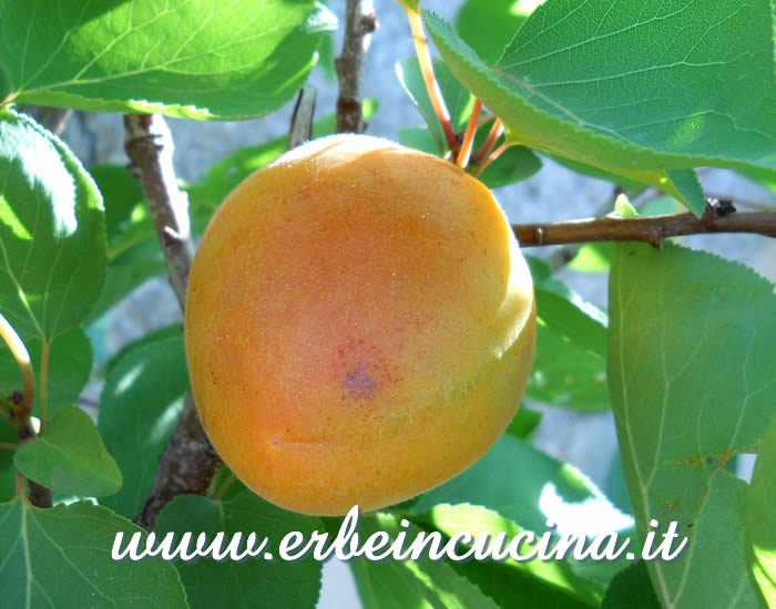 Prima albicocca pronta da raccogliere / Ripe apricot, ready to be harvested