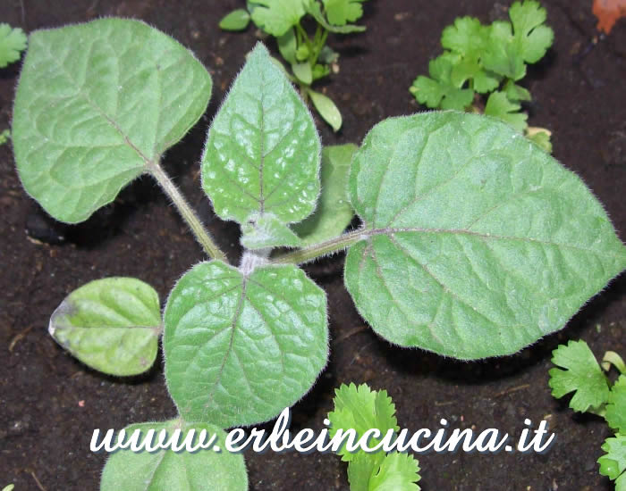 Giovane pianta di alchenchengi / Alkekengi Young Plant