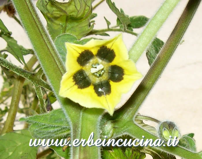 Fiore di alchenchengi / Alkekengi Flower