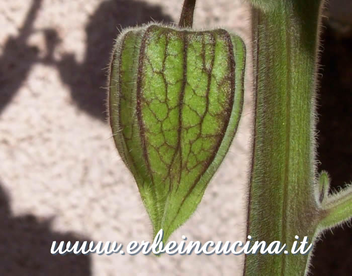 Frutto di alchenchengi in formazione / Unripe Alkekengi