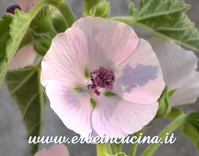 Fiore di altea / Marsh mallow flower