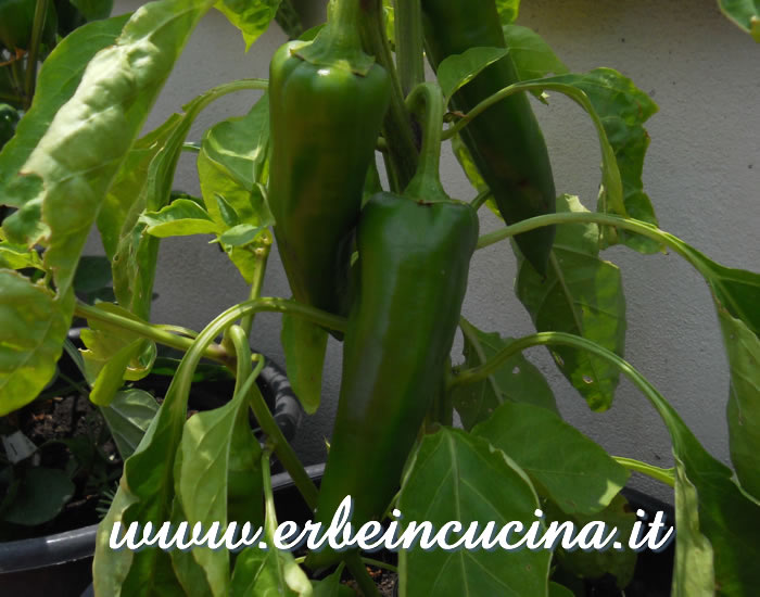 Peperoncino Anaheim non ancora maturo / Unripe Anaheim chili pod