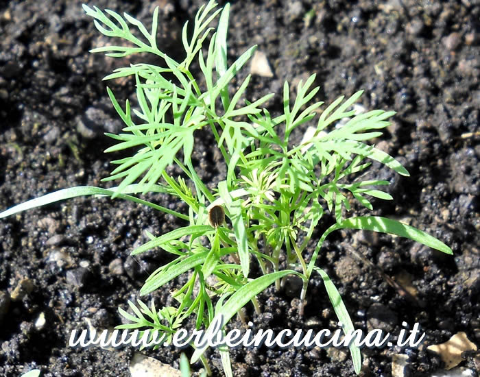 Giovani piante di aneto Hercules / Dill Hercules young plants
