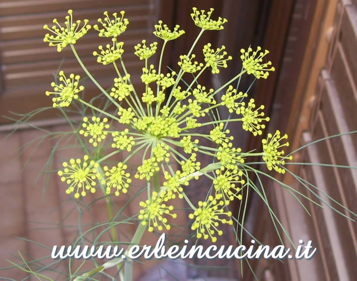 Aneto in fiore / Dill flowers