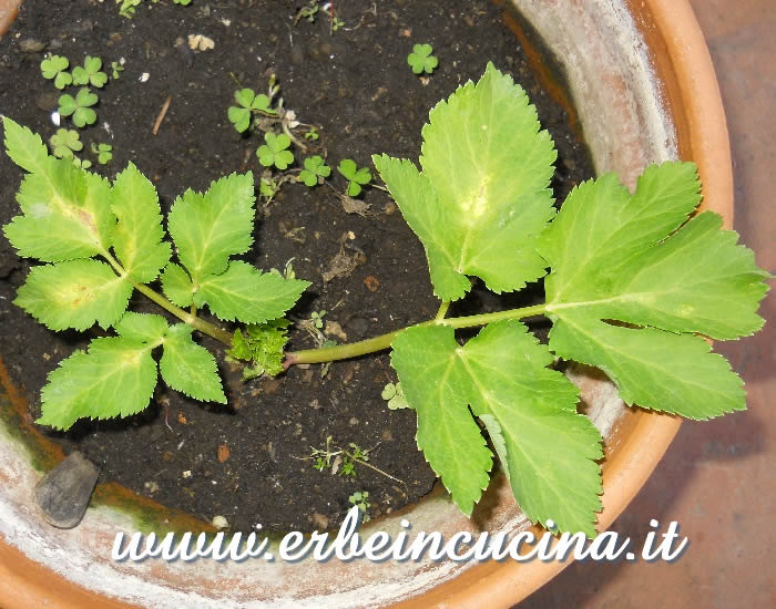 Giovane pianta di angelica / Angelica young plant