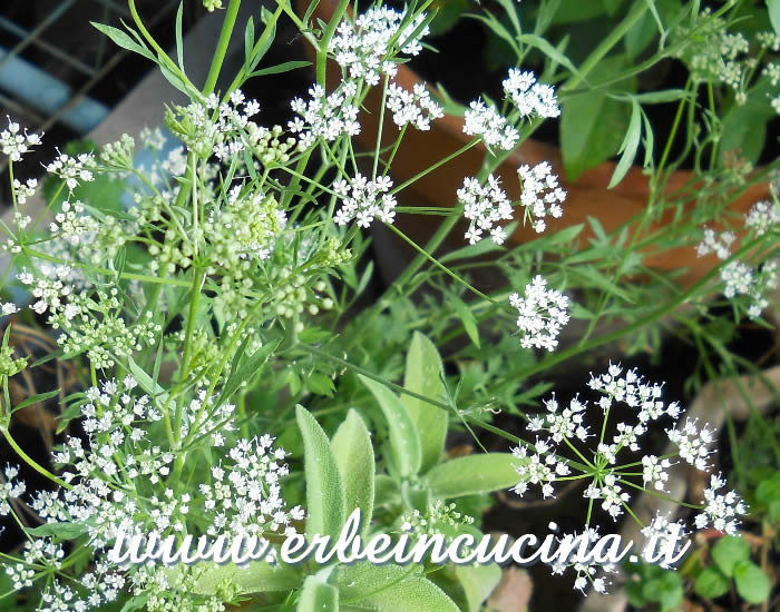 Fiori di anice / Anise flowers