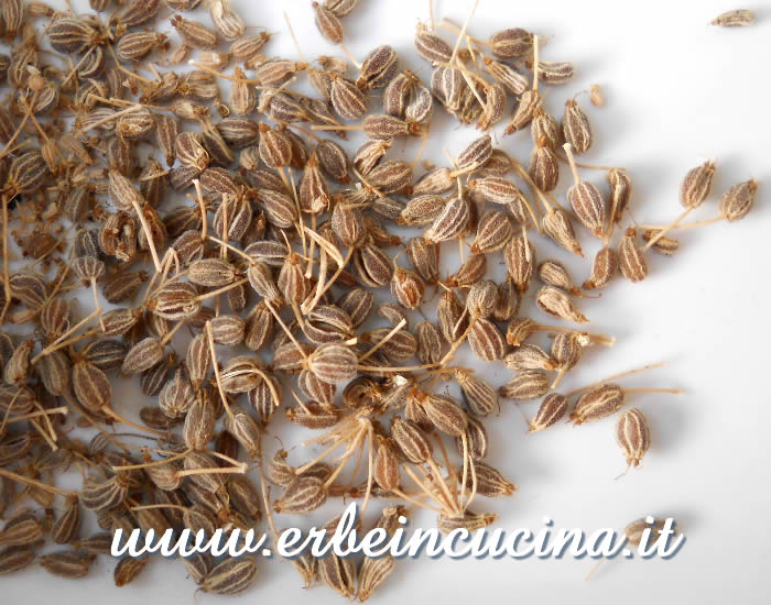 Semi di anice / Anise seeds