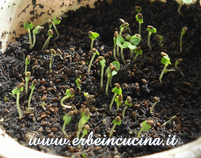 Piantine neonate di anice menta / Newborn anise hyssop plants