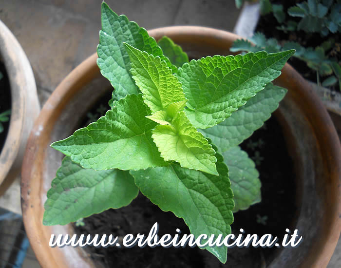 Anice menta / Anise hyssop