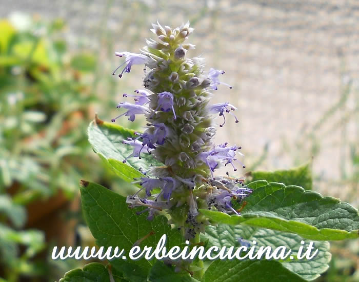 Fiore di anice menta / Anise hyssop flower