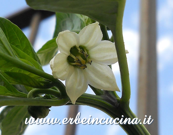 Fiore di peperone Quadrato d'Asti Giallo / Yellow Quadrato d'Asti pepper flower
