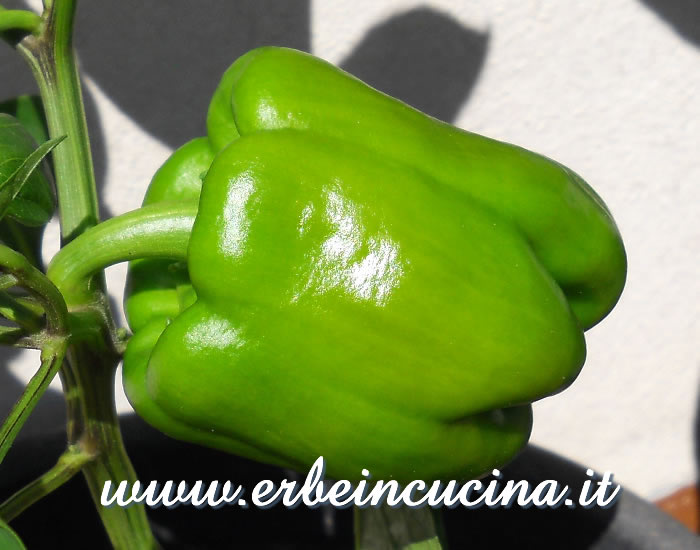 Peperone Quadrato d'Asti Giallo non maturo / Unripe Yellow Quadrato d'Asti pepper