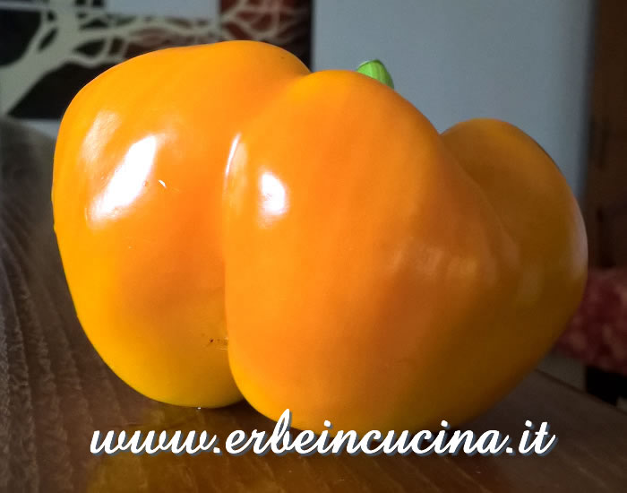 Peperone Quadrato d'Asti Giallo / Yellow Quadrato d'Asti pepper pod