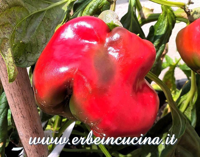 Peperone Quadrato d'Asti Rosso / Quadrato d'Asti bell pepper
