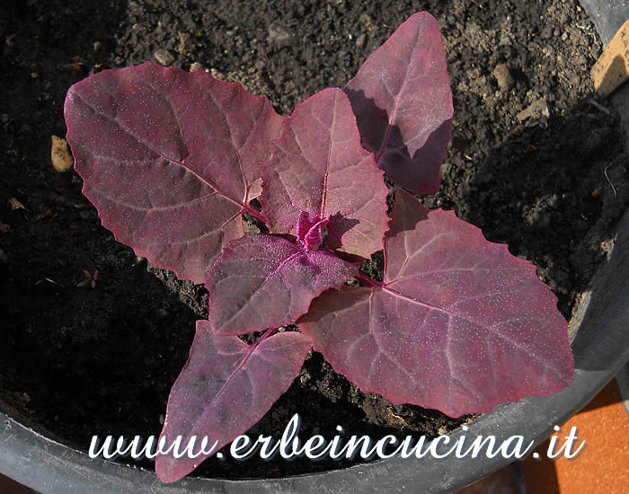 Giovane pianta di atreplice / Orach young plant