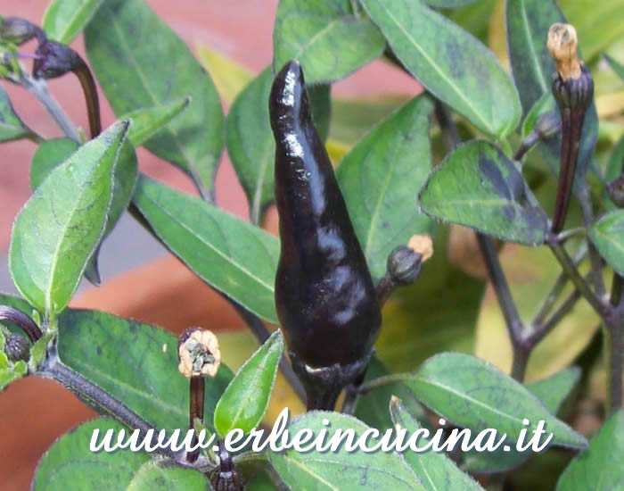 Peperoncino Aussie Black non ancora maturo / Unripe Aussie Black chili pepper pod