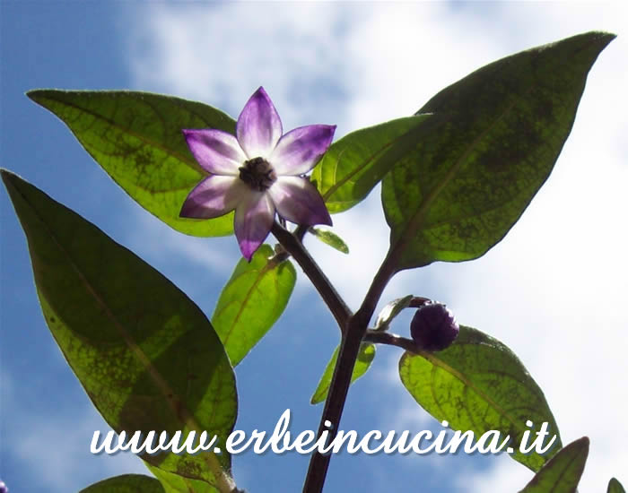 Fiore e bocciolo di Peperoncino Aussie Black  /  Aussie Black chili pepper Flower and Bud