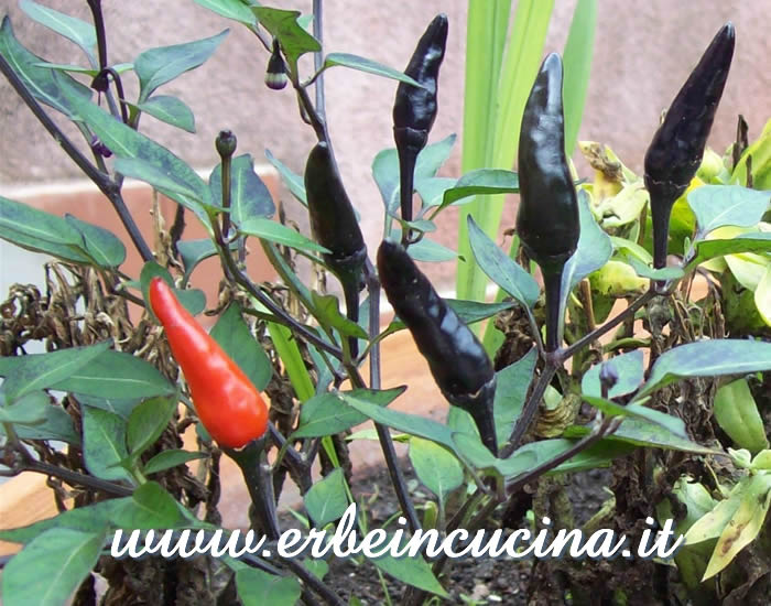 Peperoncini Aussie Black a vari stadi di maturazione / Ripe and Aussie Black chili pepper pods
