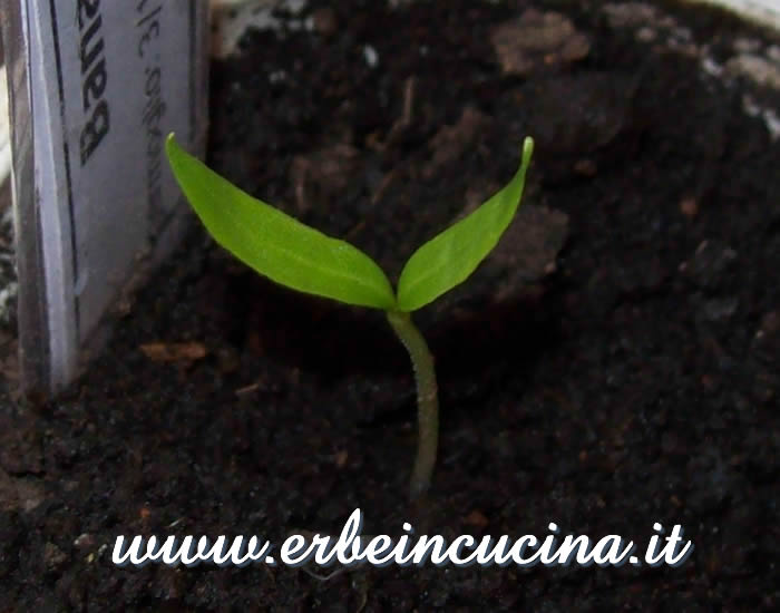 Peperoncino Banana Sweet appena nato / Newborn Banana Sweet chili pepper plant