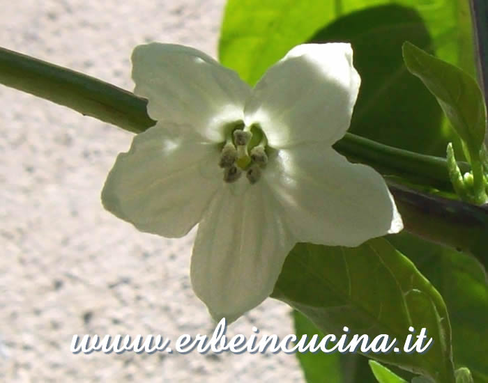 Fiore di peperoncino Banana Sweet / Banana Sweet chili flower