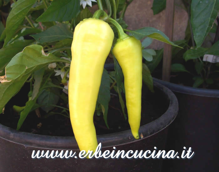 Peperoncini Banana Sweet non ancora maturi / Unripe Banana Sweet chili pods