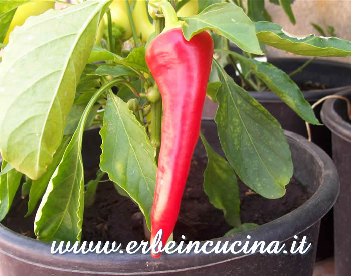 Peperoncino Banana Sweet maturo / Ripe Banana Sweet chili pod