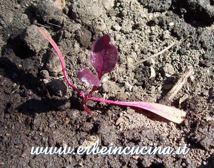 Giovane pianta di barbabietola / Beetroot young plant