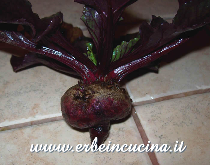 Barbabietola Egiziana / Egyptian Beetroot