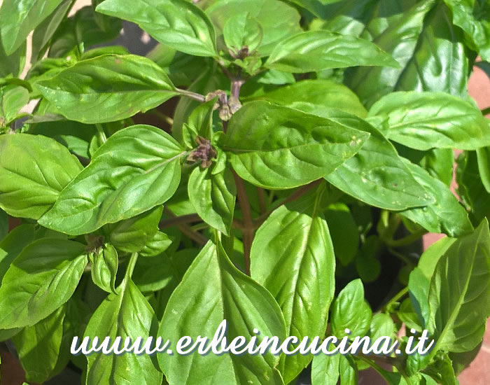 Basilico cannella in pre- fioritura / Basil Cinnamon