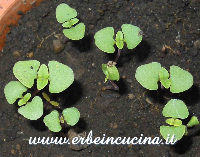 Basilico chiodo di garofano in coltura protetta / Clove Scented Basil from indoor sowing