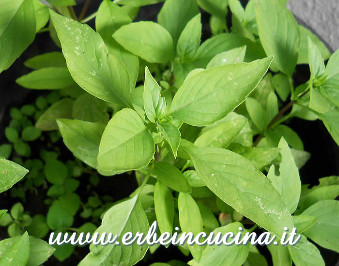 Basilico chiodo di garofano / Clove Scented Basil