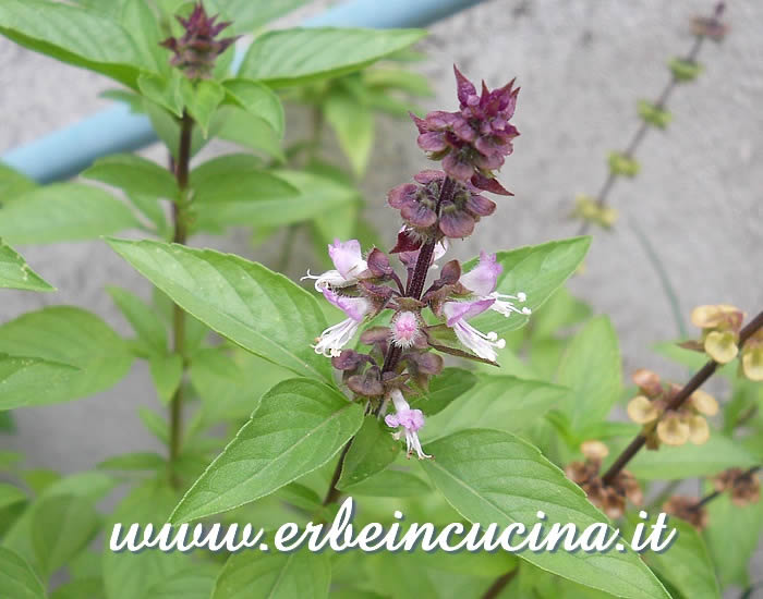 Fiore di basilico chiodo di garofano / Clove Scented Basil flower