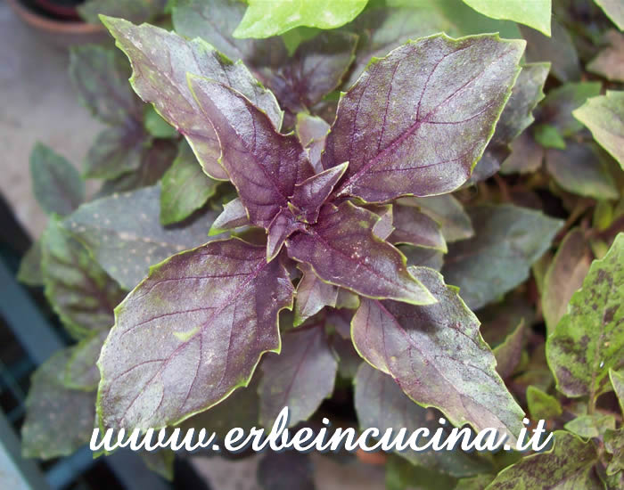 Basilico Dark Opal pronto da raccogliere / Dark Opal Basil, ready to be harvested