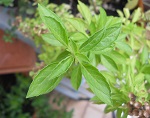 Basil Fino