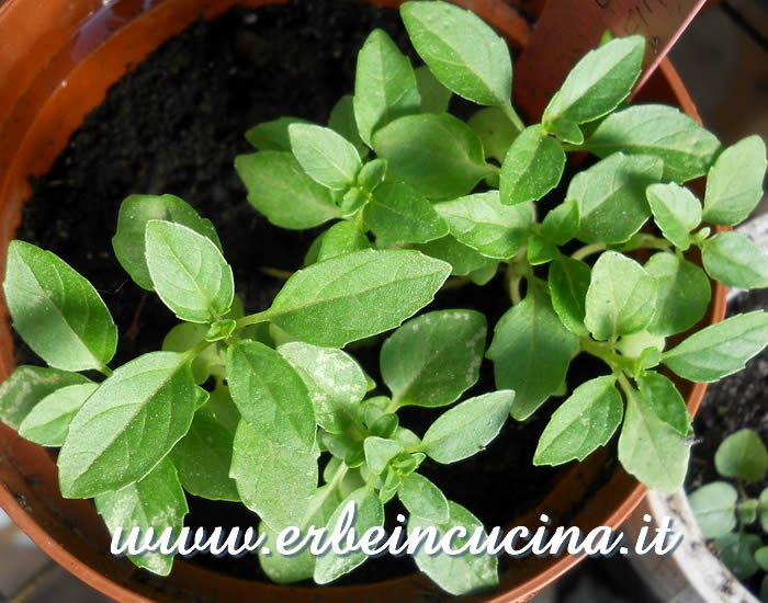 Giovani piante di basilico Fino Verde / Basil Fino Verde, young plants