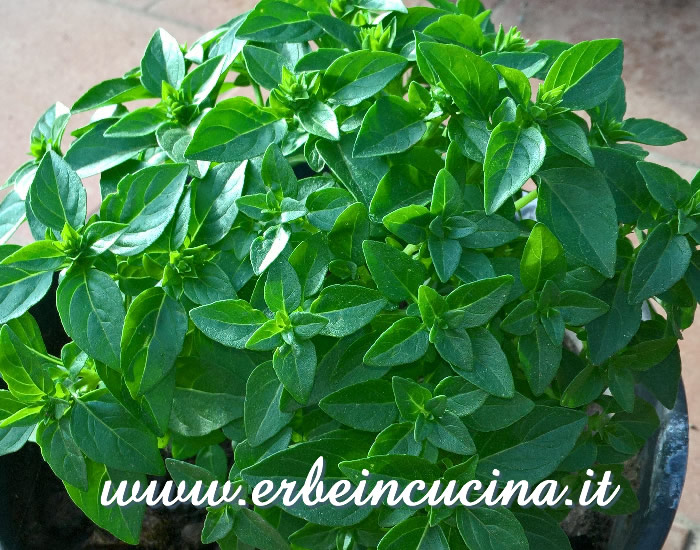 Basilico greco a palla / Greek basil